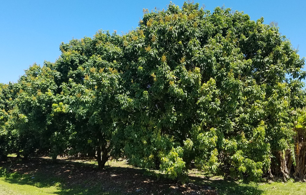 Lychee trees flowering in grove